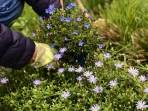 Stelle o fiori? Lithodora diffusa e Felicia amelloides, un felice abbinamento sulle tonalità dell’azzurro