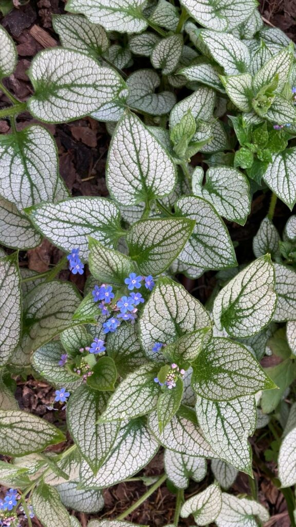 Brunnera macrophylla Giulia Cacopardo